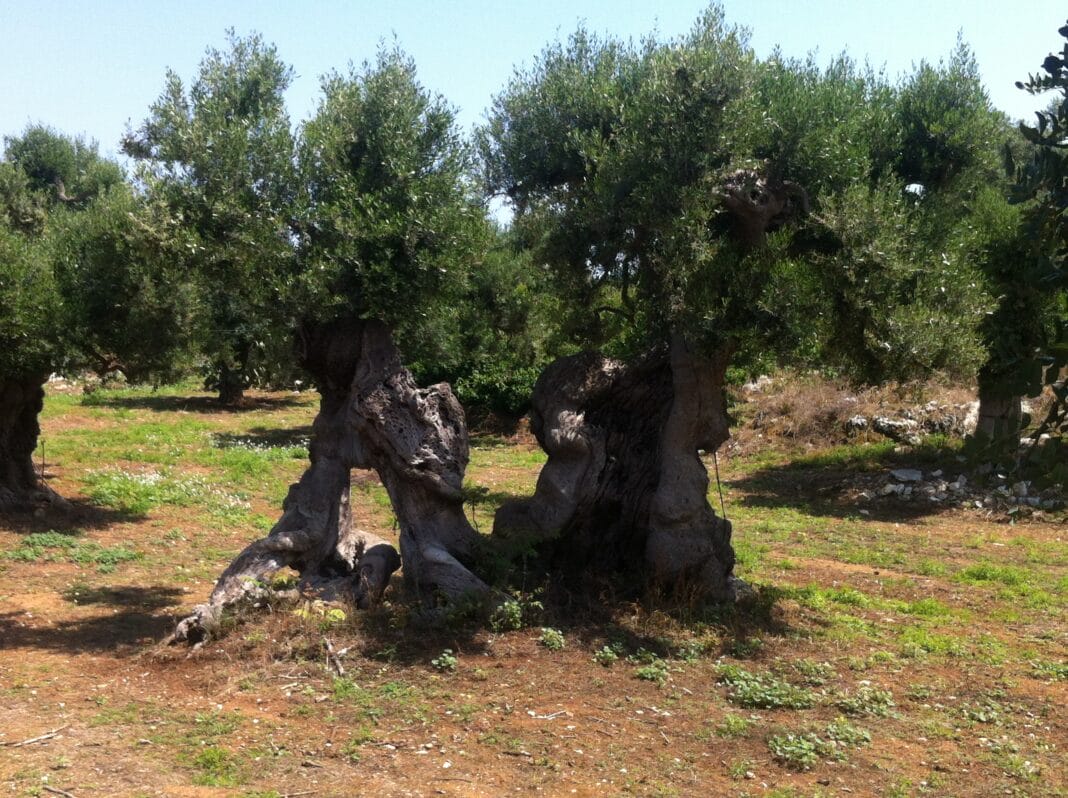 Xylella